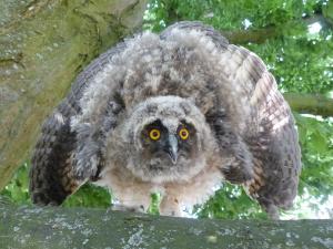 Jungvogel einer Waldohreule in Abwehrstellung