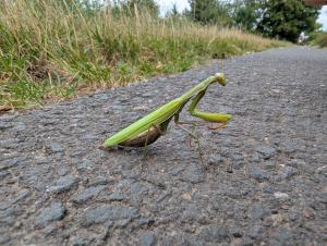 Eine Gottesanbeterin auf dem Messdorfer Feld in Bonn