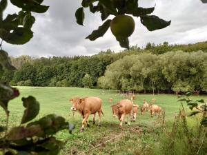 In Wachtberg-Ließem besitzt der NABU Bonn eine große Feuchtwiese