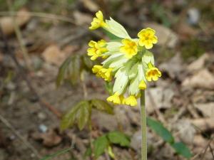 Die Schlüsselblume ist einer unserer bekanntesten Frühblüher