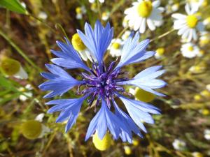 Kornblume - selten gewordener Farbtupfer in der Agrarlandschaft