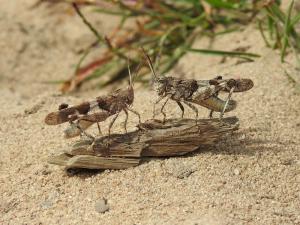 Blauflügelige Ödlandschrecke - zwei Männchen mit Revierstreitigkeiten