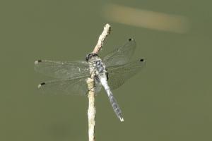 Östliche Moosjungfer (Leucorrhinia albifrons)