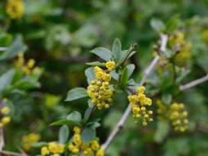 Die gelblichen Blüten der Berberitze locken Insekten mit einem reichlichen Nektarangebot.