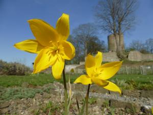 Wildtulpen (Tulipa sylvestris) sind in der Region Bonn/Rhein-Sieg am Wildstandort inzwischen ausgestorben.