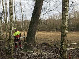 Biotoppflege - Fällen von Bäumen zur Freistellung von Wiesenflächen