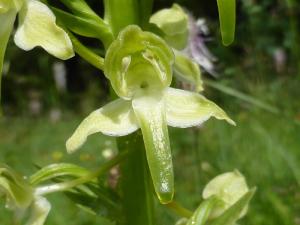 Grüne Waldhyazinthe (Platanthera chlorantha) - eine unserer einheimischen Orchideenarten