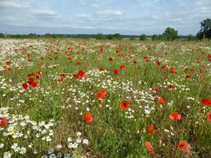 Der NABU-Wildkrautacker in Bornheim-Sechtem im vollen Blühaspekt mit Klatschmohn und Kamille.