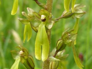 Großes Zweiblatt - eine einheimische Orchideenart