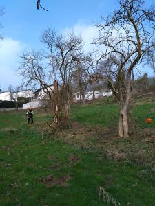 Mahd der Brombeerflächen auf der Obstwiese am Dächelsberg