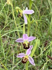 Bienenragwurz - eine der seltenen Orchideen auf den Wiesen von Iversheim