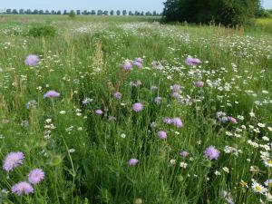 Artenreiche Wiese in Swisttal