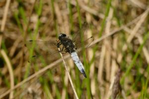 Spitzenfleck (Libellula fulva)