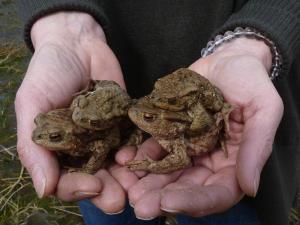 Gerettet: Erdkrötenpärchen an einem NABU-Amphibienzaun