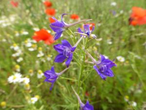 Der Acker-Rittersporn (Consolida regalis) ist im Rhein-Sieg-Kreis in freier Natur bereits ausgestorben.