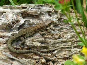 Die Waldeidechse legt keine Eier, sondern gebärt Jungtiere. Sie ist deswegen - anders als andere Reptilien - nicht auf wärmebegünstigte Biotope angewiesen.