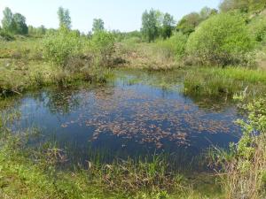 Künstlich angelegtes Kleingewässer im Naturschutzgebiet Dünstekoven/Swisttal