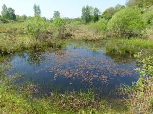 Künstlich angelegtes Kleingewässer im Naturschutzgebiet Dünstekoven/Swisttal