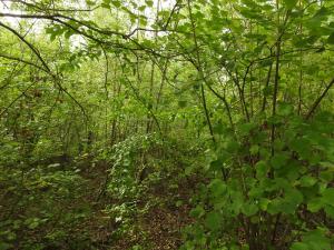 Pionierwald im Naturschutzgebiet Dünstekoven/Swisttal