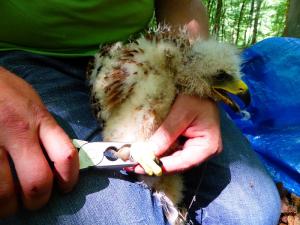 Beringungsaktion von Rotmilanküken durch ehrenamtliche Mitarbeiter der Vogelwarte Helgoland im Rhein-Sieg-Kreis