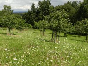 NABU-Streuobstwiese Krahforst (Rheinbach)