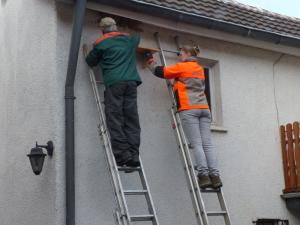 Anbringung von Kotbrettern unter Mehlchwalbennestern