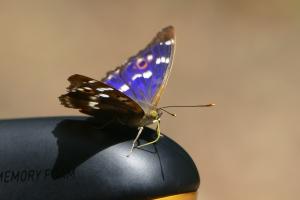 Kleiner Schillerfalter (Apatura ilia), Männchen