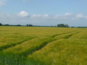 Die Agrarsteppe der Zülpicher Börde überrascht mit Rohrweihe, Kiebitz und Grauammer als Brutvögel, im Winter gibt´s Merlin, Kornweihe und viele Kleinvögel