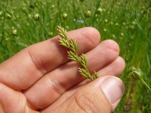 Der Lein-Lolch (Lolium remotum) ist eng mit dem Leinanbau assoziiert und in Deutschland so gut wie ausgestorben.