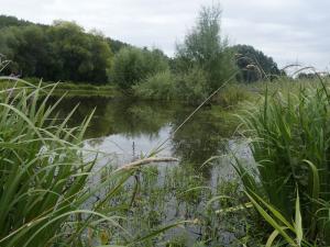 Künstlich angelegter Teich in der Swistbachaue bei Adendorf (Wachtberg)