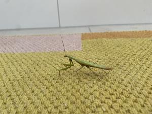 Die Gottesanbeterin in Düsseldorf hat sich in ein Gebäude verirrt