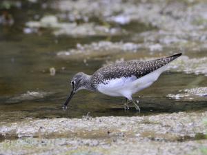 Waldwasserläufer