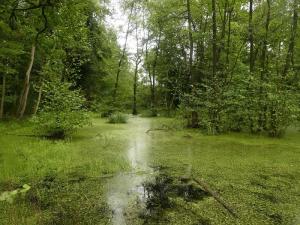 Der Jörm ist ein Gewässer am Waldrand bei Alfter-Gielsdorf