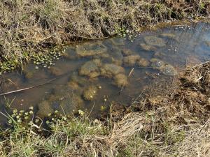 Die Laichballen zeugen von der Nutzung der Temporärgewässer durch die Amphibien