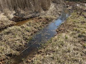 Fahrspuren und kleine Tümpel sind für die Amphibien Laichplätze. In diesem Frühjahr fehlt Regen, um den Wasserstand zu halten