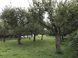 Die NABU-Streuobstwiese an der oberen Mühle in Meckenheim