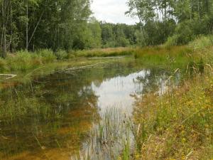 Dünstekovener Teiche im Sommer nach der Neuanlage