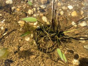 Bei der Kreuzkröte ist die Eiablage in vollem Gange. Die Laichschnüre werden um Wasserpflanzen gewickelt.