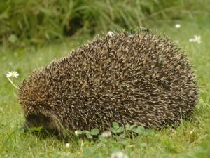 Der Igel profitiert von einer naturnahen Gartengestaltung. Hier findet er Nahrung und Unterschlupf