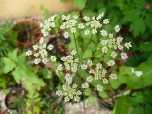 Die Erdkastanie (Bunium bulbocastanum) ist im westlichen Rhein-Sieg-Kreis so gut wie verschwunden.