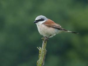 Gefährdeter Brutvogel: Neuntöter