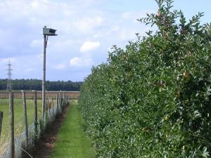 Turmfalkenkasten an einer Apfelplantage