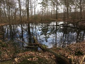 Laichgewässer am Gut Waldau in Rheinbach