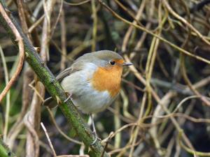 Rotkehlchen (Erithacus rubecula)