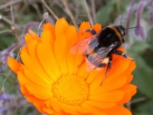 Erdhummel auf Ringelblumenblüte