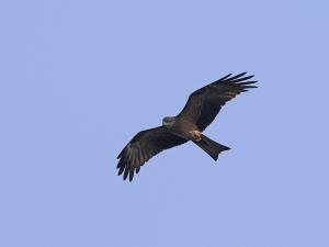 Der Schwarzmilan gilt als weltweit häufigste Greifvogelart. In der Region Bonn/Rhein-Sieg brüten aber nur eine handvoll Paare.