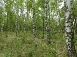 Pionierwald im Naturschutzgebiet Dünstekoven/Swisttal