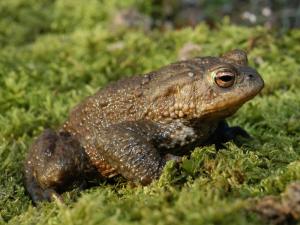 Die Erdkröten ist eine unserer häufigsten Amphibienarten