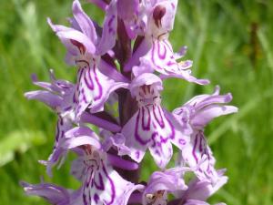 Geflecktes Knabenkraut - eine einheimische Orchideenart