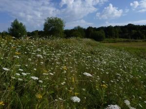 Blühede Wiese im Naturschutzgebiet Dünstekoven/Swisttal